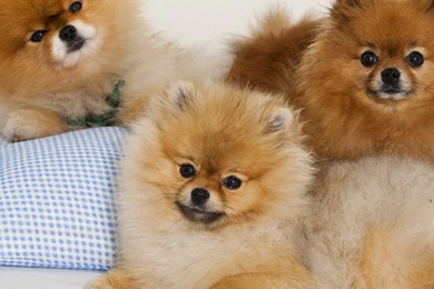 Beautiful Puppy The iPad Wallpapers, iPad Backgrounds, Best iPad ...