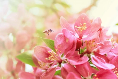 Warm And Pure Pink Flowers Desktop Wallpapers 1440x900 Widescreen ...