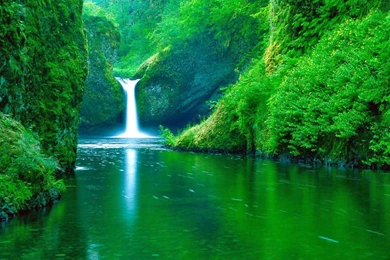nature flowers wallpapers free