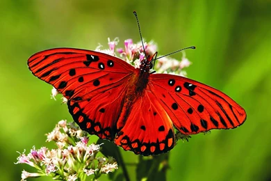 Red Butterfly Wallpapers HD 7044   HD Wallpapers Site