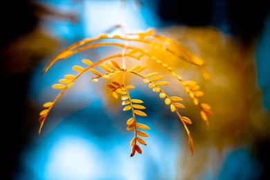 Wallpaperspoints: Golden Foliage Hd Desktop Backgrounds