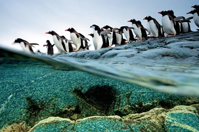 Nat Geo Wild Wallpapers HD