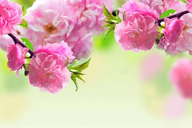 Flowers Latest Wallpapers Hd