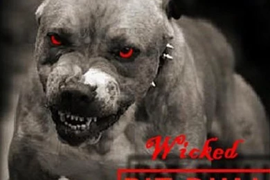 Wallpapers Pit Bul Bull Dogs Free Pitbull Full Hd 1920x1080 ...