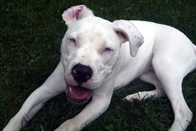 Wallpapers Bulls Beautiful White Pit Bull 1920x1080