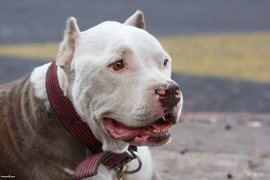 Pitbull Wallpapers   Keywords HERE