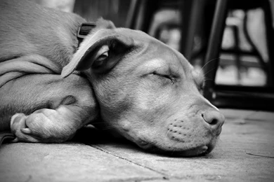 Index Of /user content/uploads/wall/o/66