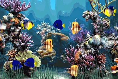 Aquarium Desktop Backgrounds Free Download