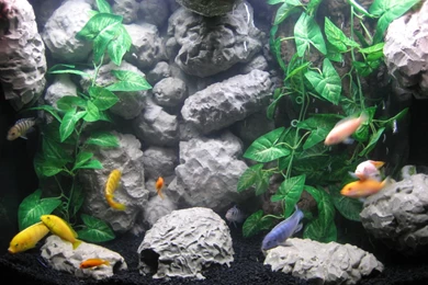 Index Of /wp content/uploads/2012/02