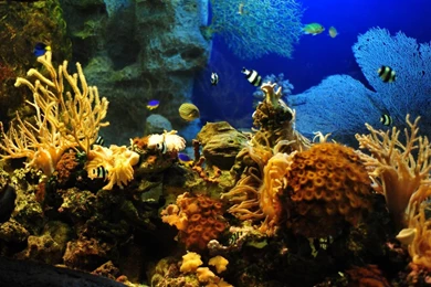 Tropical HD Wallpapers, Animal Backgrounds