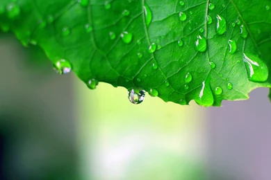 Water Drops Falling From A Leaf