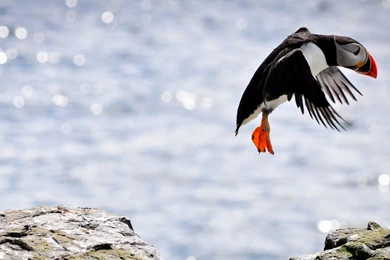 58 Puffin HD Wallpapers