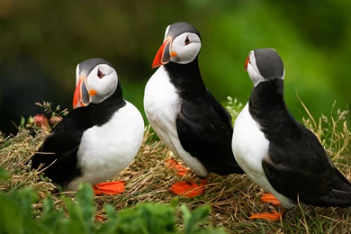 58 Puffin HD Wallpapers