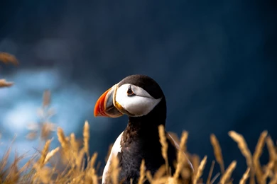 26 Stunning HD Puffin Bird Wallpapers   HDWallSource.com