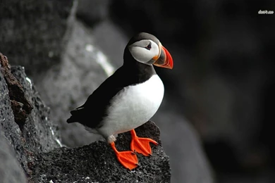 Puffin Wallpapers   Wallpapers Cave