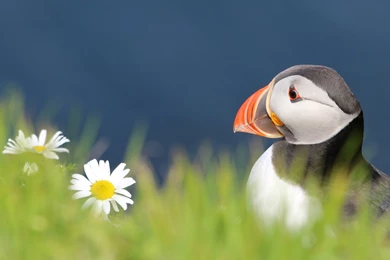 26 Stunning HD Puffin Bird Wallpapers   HDWallSource.com