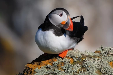 Puffin Wallpapers   Animal Wallpapers