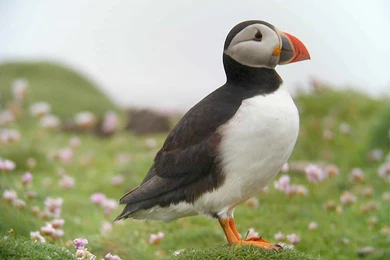 Free Puffin Wallpapers Download   Animals Town