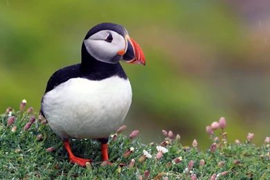 HD Fantastic Puffin Wallpapers And Photos