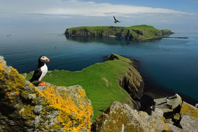 58 Puffin HD Wallpapers