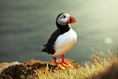 Download Free Modern Puffin The Wallpapers 1920x1200px