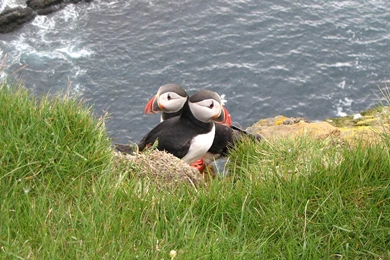 Puffin Wallpapers   Animals Town