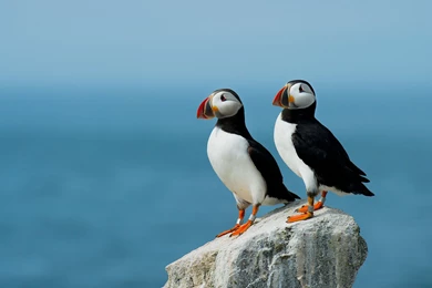 Atlantic Puffin Wallpapers