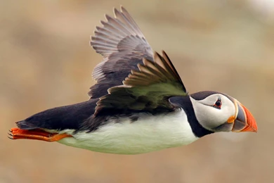 Bird atlantic puffin seabird flight wallpaper 1680x1050 ...