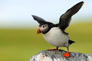 Puffin Pictures