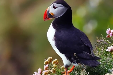 Atlantic Puffin Wallpapers