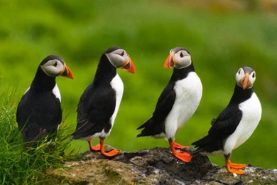 Interestingly Puffin Iphone 6 Wallpapers