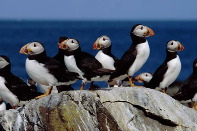Atlantic Puffin Swimming   Wallpaper.