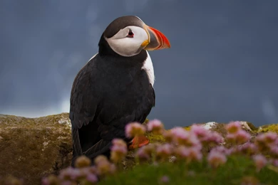 Atlantic Puffin Wallpapers