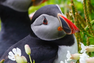 iPhone 6 Puffin Wallpapers HD, Desktop Backgrounds 750x1334