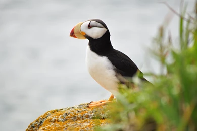 Puffin Wallpapers HD 2794 1920x1200   UMad.com