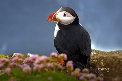 Seabird Atlantic Puffin Wallpapers