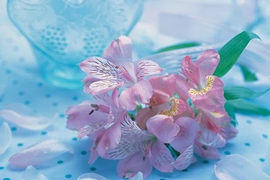 Valentine Wallpapers