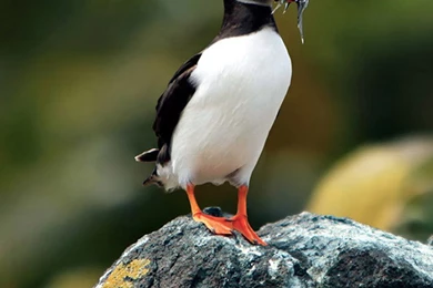 New Puffin Iphone 6 Wallpapers