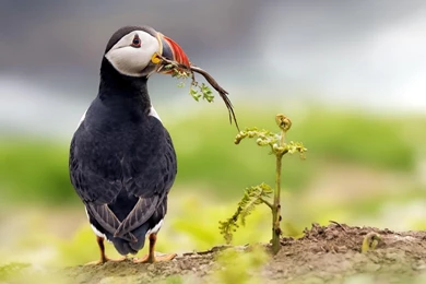 Puffin Bird Wallpapers 2798 1920x1200   UMad.com