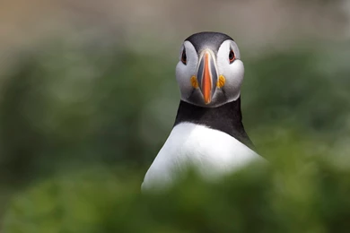 High Quality Puffin Wallpapers