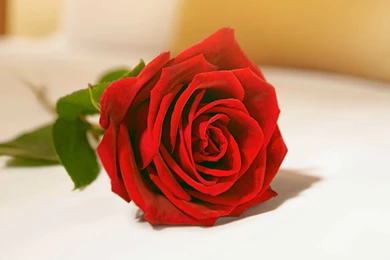 VALENTINES DAY Mood Love Holiday Valentine Rose Roses Flowers ...