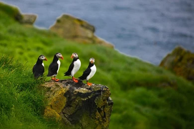 Birds Puffins >> HD Wallpaper, Get It Now!