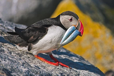 Puffin   Beautiful Birds Wallpapers