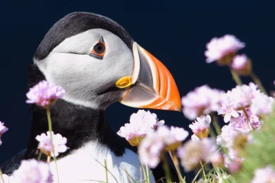 Puffin HD Wallpapers. 4K Wallpapers