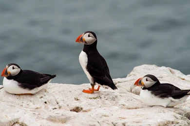 Birds Puffin Sea