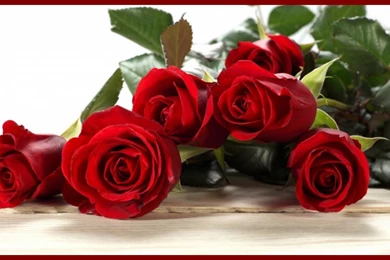 Download Happy Valentine's Day Red Rose Wallpapers Free