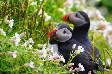 Gallery Of Puffin Images On Animal Picture Society