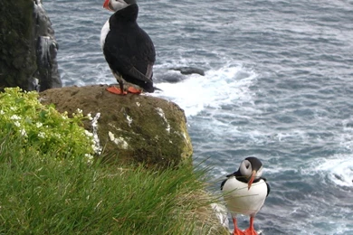 Puffin Screensavers