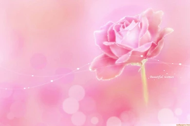 Wallpapers Wallpaper: Romantic Valentine's Day Wallpapers Flower