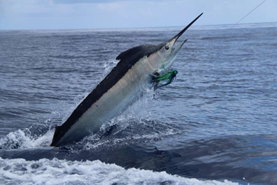 FISHING Fish Sport Fishes Ocean Sea Marlin Battle Wallpapers ...